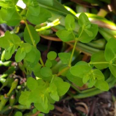 Euphorbia peplus