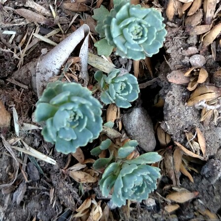 Plant image Rhodiola Pachyclados syn. Sedum Pachyclados