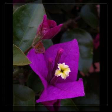 Bougainvillea x buttiana 'Barbara Karst'