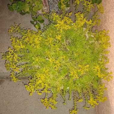 Sedum Rupestre Angelina