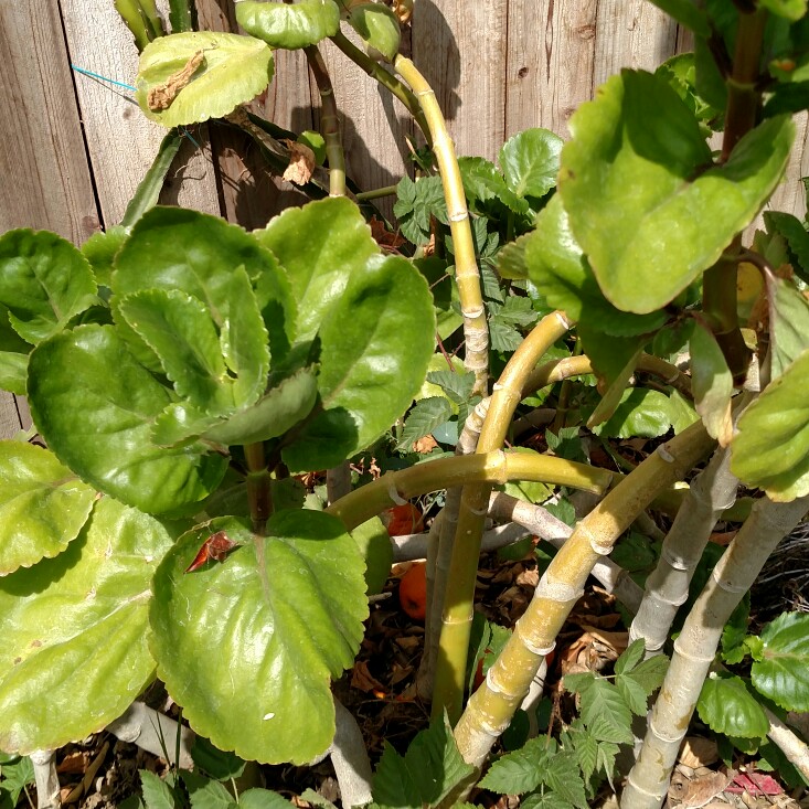 Kalanchoe carnea