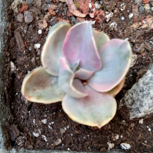 plant image 129748