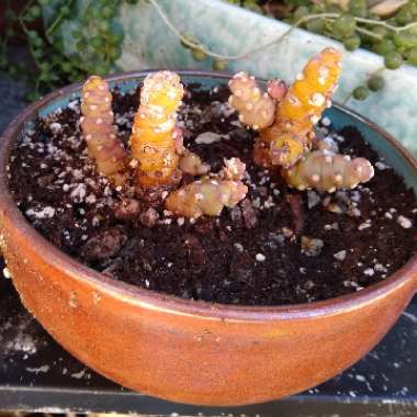 Tephrocactus verschaffeltii syn. Austrocylindropuntia verschaffeltii