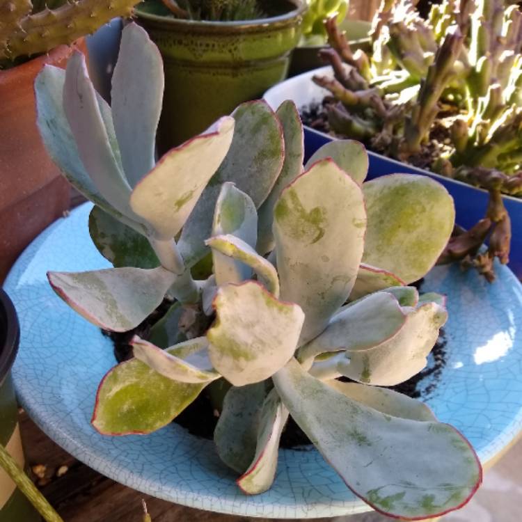 Plant image Cotyledon orbiculata 'Silver Waves'