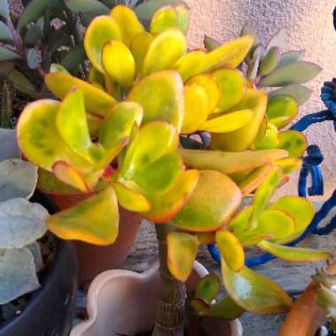 Crassula ovata 'Hummel's Sunset'