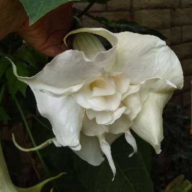 Brugmansia x candida 'Double White'