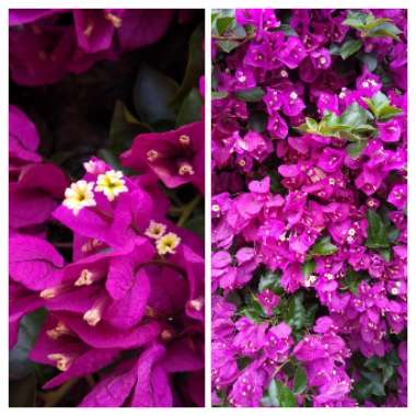 Bougainvillea x buttiana 'Barbara Karst'