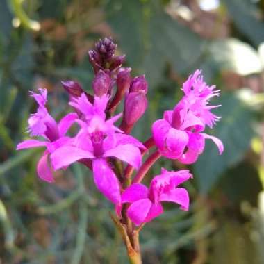 Epidendrum Secundum