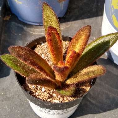 Kalanchoe Tomentosa Cinnamon