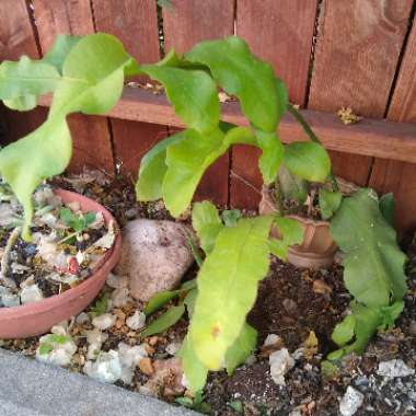 Epiphyllum oxypetalum