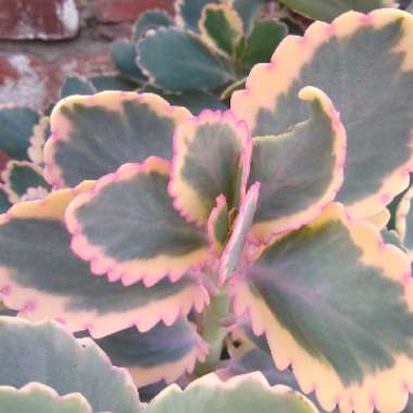 Kalanchoe fedtschenkoi 'Variegata'