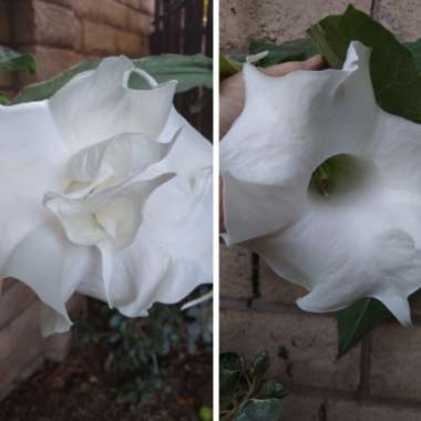 Brugmansia x candida 'Double White'