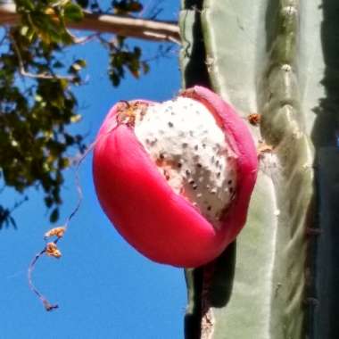 Cereus repandus syn. Cereus peruvianus