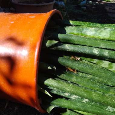 Sansevieria zeylanica