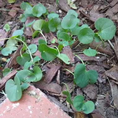 Dichondra repens