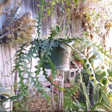 Epiphyllum anguliger