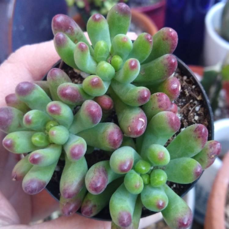 Plant image Sedum 'Pachyphyllum Hybrid