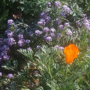 Eschscholzia californica