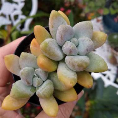 Graptosedum Hybrid 