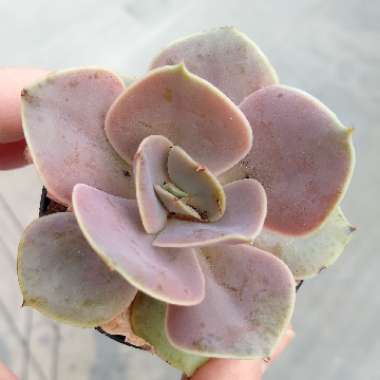 Echeveria