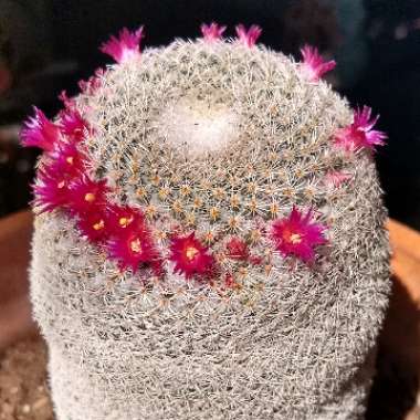 Mammillaria matudae