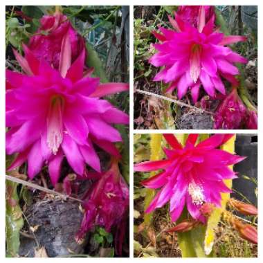 Epiphyllum