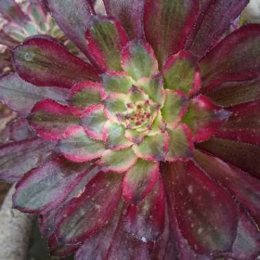 Aeonium Mardi Gras