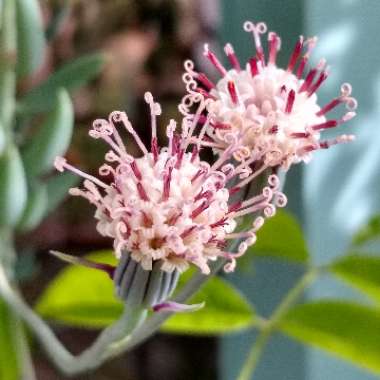 Senecio radicans