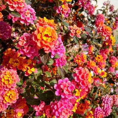 Lantana 'Skittles'