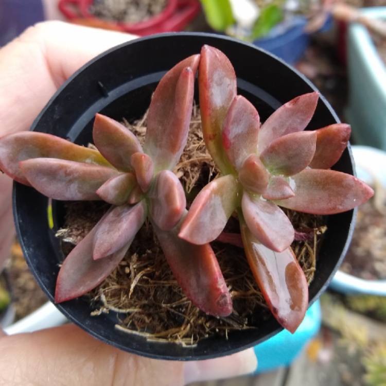 Plant image Echeveria Hybrid ‘Red Licorice'