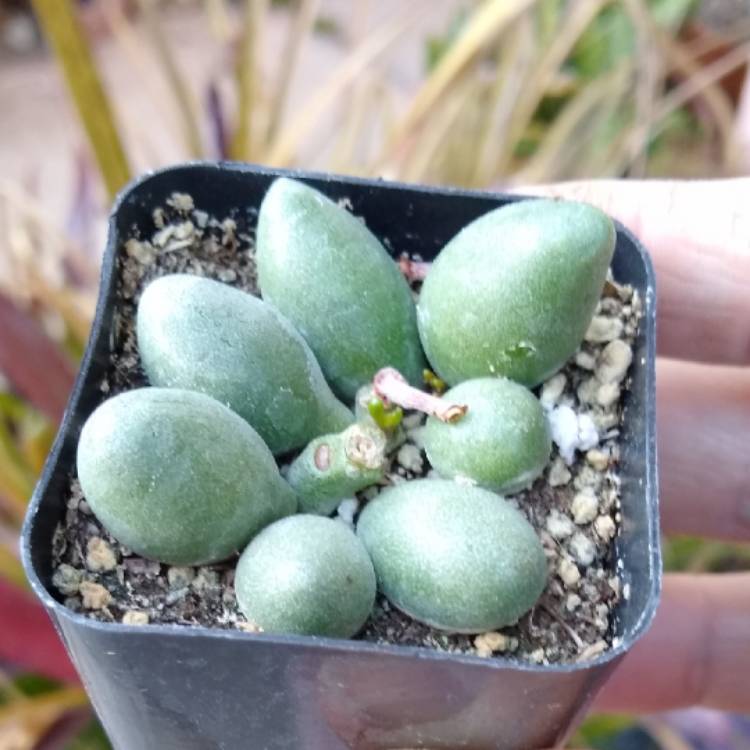 Plant image Adromischus filicaulis subsp. marlothii