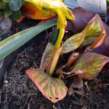 Canna 'Phasion' syn. Canna 'Durban', Canna 'Tropicanna', Canna 'Inferno'