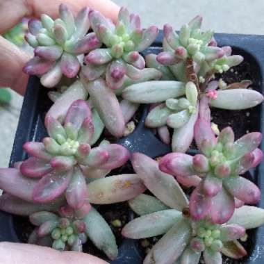 Sedum Rubrotinctum 'Aurora'