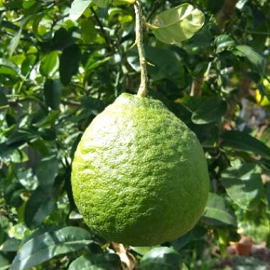 Citrus medica var. digitata