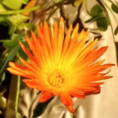 Mesembryanthemum spectabile syn. Lampranthus spectabilis 'Orange'