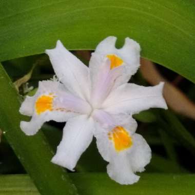 Iris Japonica 'Nada'