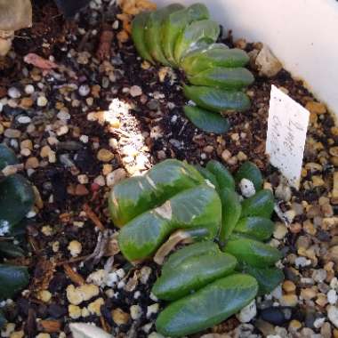 Haworthia truncata 'Lime Green'