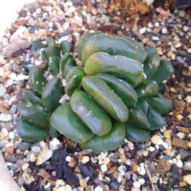 Haworthia truncata