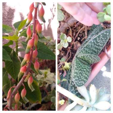 Gasteria