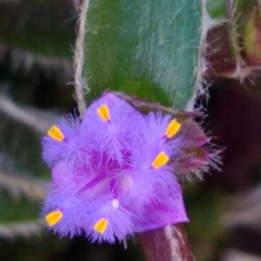 Cyanotis somaliensis syn. Tradescantia somaliensis