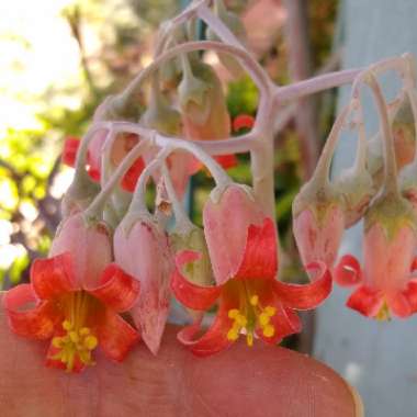 Cotyledon 'Happy Young Lady'