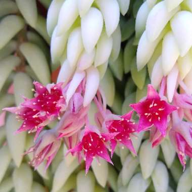 Sedum Morganianum