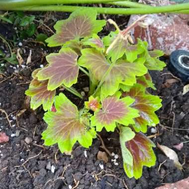 Pelargonium 'Vancouver Centennial'