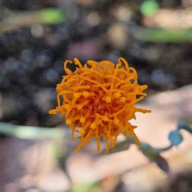 Senecio Jacobsenii Variegata