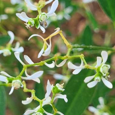 Euphorbia hypericifolia 'Diamond Frost'