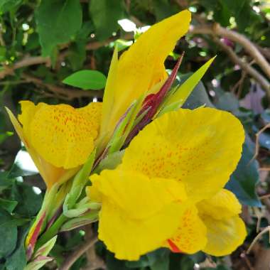 Canna 'Cleopatra' syn. Canna 'Yellow King Humbert', Canna 'Harlequin'