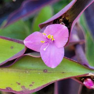 Tradescantia pallida