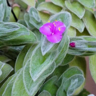 Tradescantia sillamontana