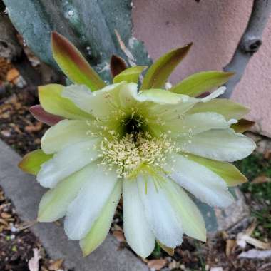 Cereus repandus syn. Cereus peruvianus