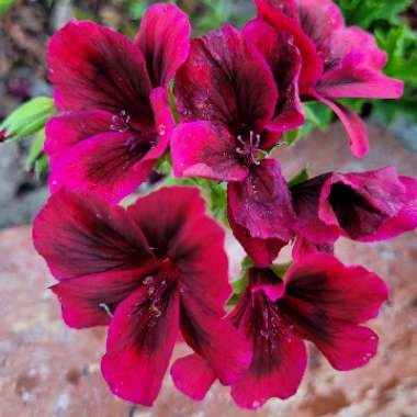 Geranium